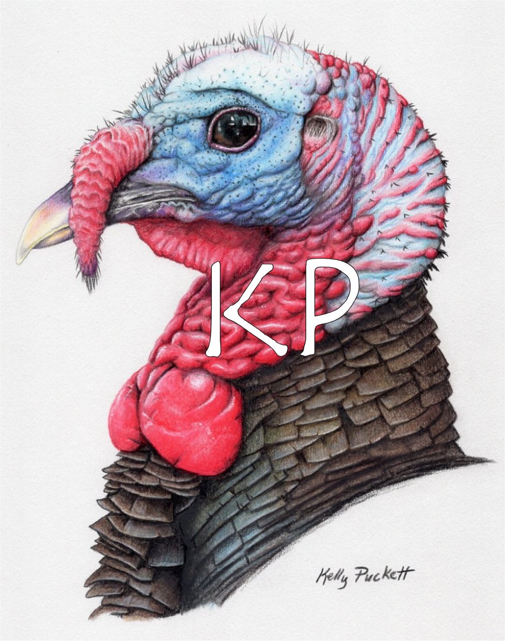 Limited Edition print of wild turkey portrait